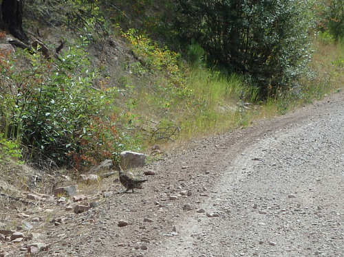 GDMBR: Grouse Crossing.